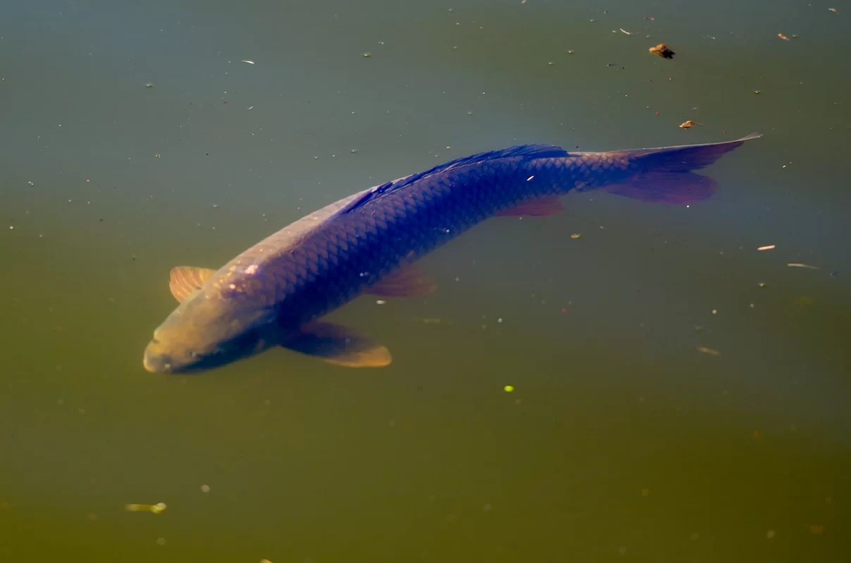 Trakošćansko jezero dobilo i ribu