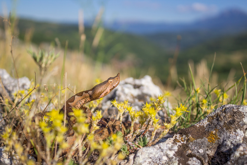 Zašto se poskok širi na kontinentalnu Hrvatsku?