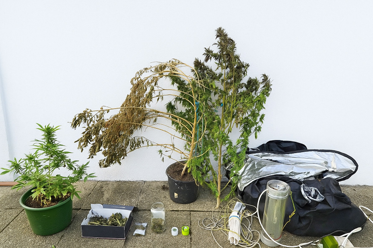 Kaznena prijava zbog indijske konoplje protiv 45-godišnjaka