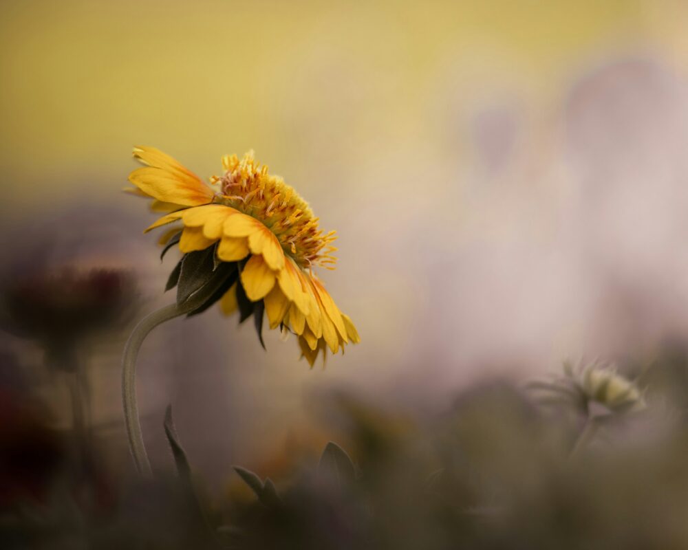 City Nature Challenge 2026: Hrvatska se ponovno uključuje u globalno natjecanje